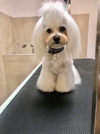 Salon Pielęgnacji Zwierząt „Mokre Noski”